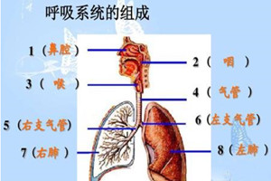 解析呼吸系统的组成和作用